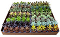 Succulent Assortment